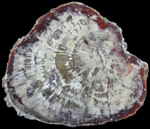 Gorgeous Petrified Wood (Araucaria) Slab - Arizona #51147